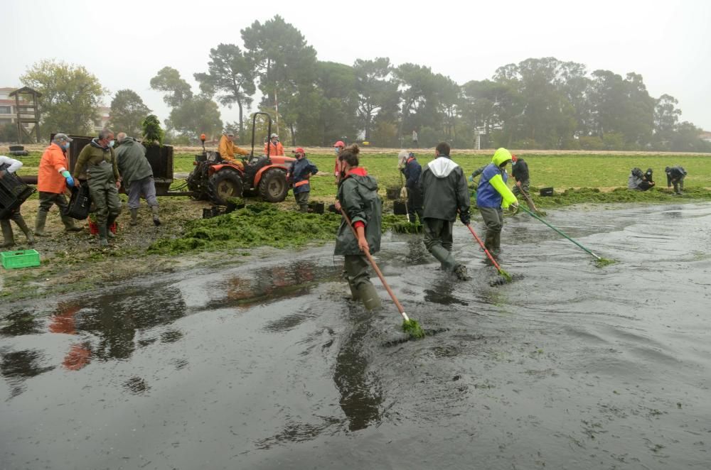 La agrupación de Carril limpia el manto verde de algas que arrastró el temporal Álex a la playa Compostela. / Noé Parga