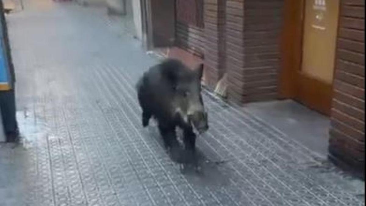 El senglar corrent per un dels carrers de Manresa.