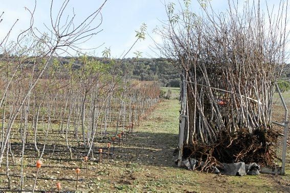 Die von Miquel Àngel Llabrés veredelten Bäume sind kräftig und gesund. Ein Besuch bei Mallorcas einziger Baumschule.