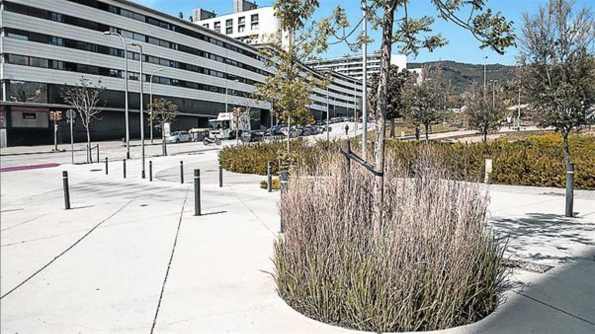 Planta resistente colocada por Parcs i Jardins en un alcorque de Can Marcet.