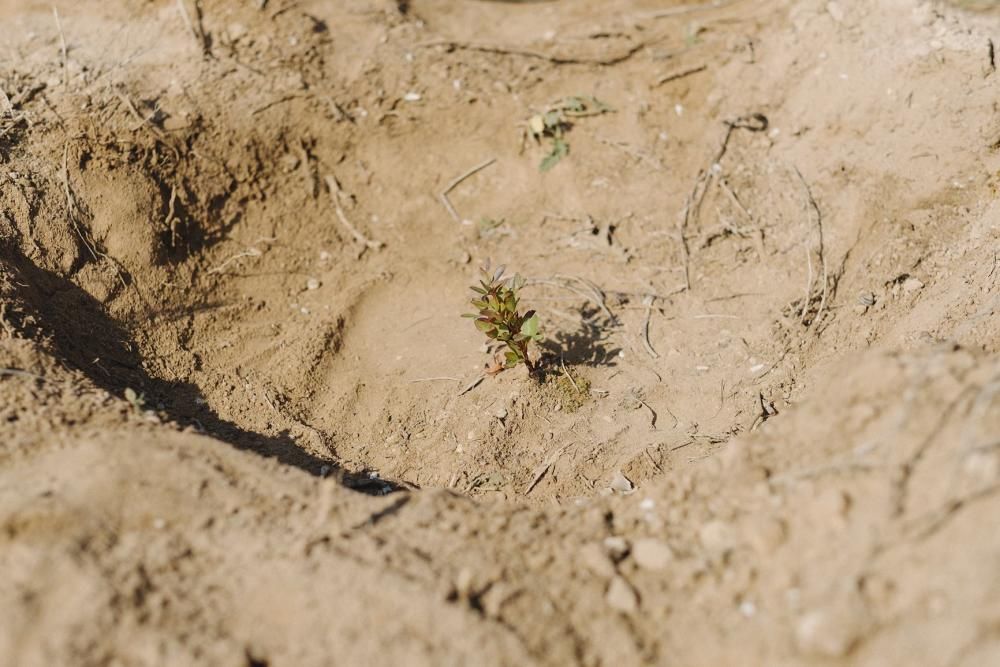 Plantación de especies autóctonas de alumnos del IES Mare Nostrum el día del arbol en el parque natural de las lagunas