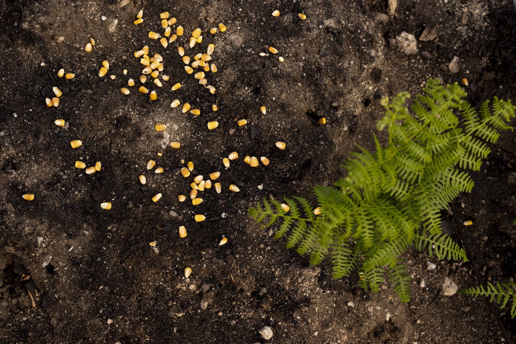 MANZANEDA (OURENSE). LOS VOLUNTARIOS COMIENZAN SU TRABAJO PARA CONSTRUIR ESTRUCTURAS QUE IMPIDAN QUE LAS LLUVIAS ARRASTREN EL TERRENO CALCINADO POR LOS INCENDIOS FORESTALES QUE AFECTARON A GALICIA EN AGOSTO.