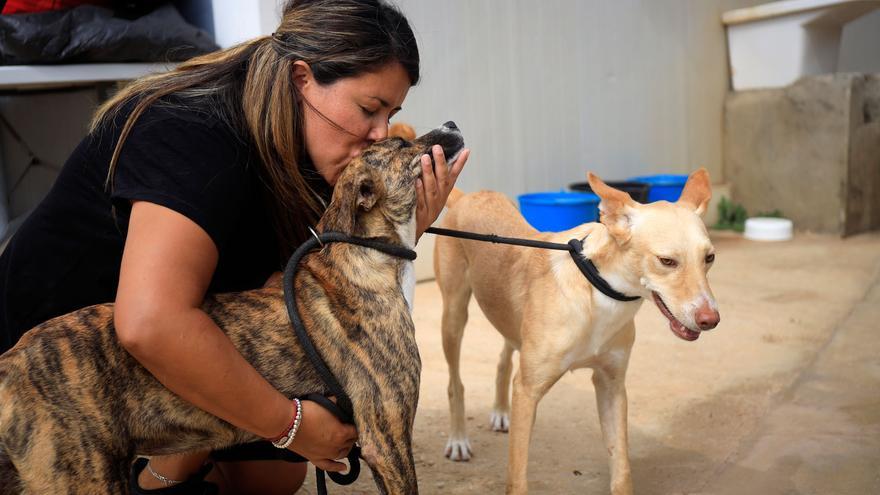 La Protectora de Málaga encara el inicio del verano ya saturada por el abandono de camadas y perros de caza