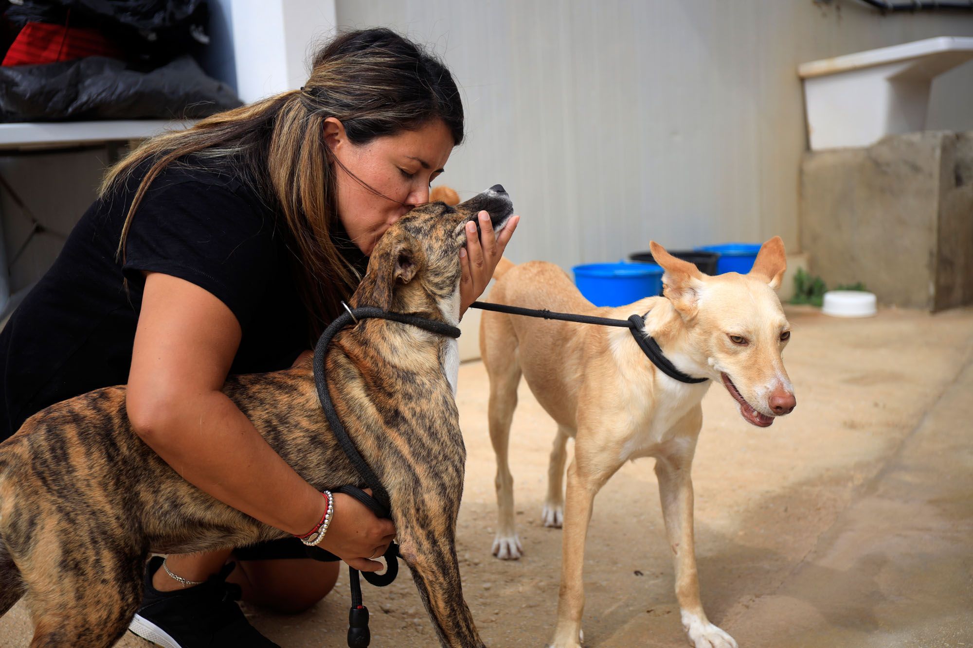 Estado de la Protectora de Animales de Málaga en julio de 2022