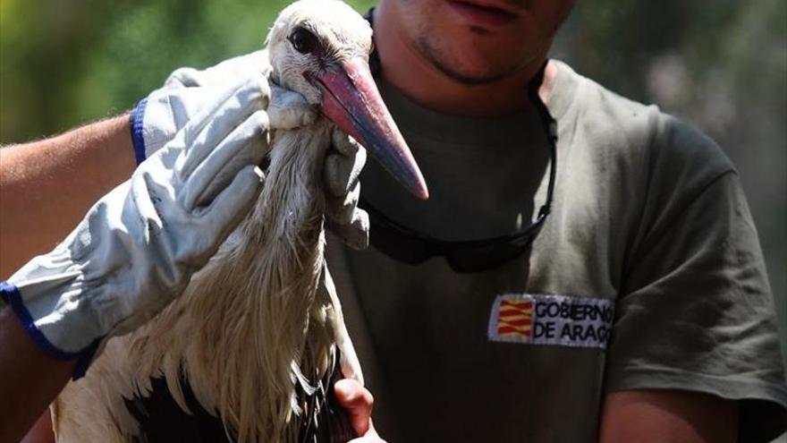 Los Agentes de Protección de la Naturaleza salvan varias aves en la zona