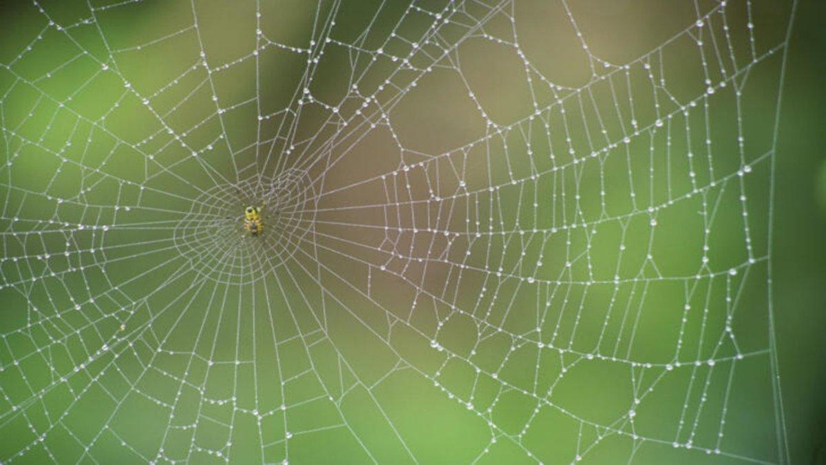 Una tela de araña