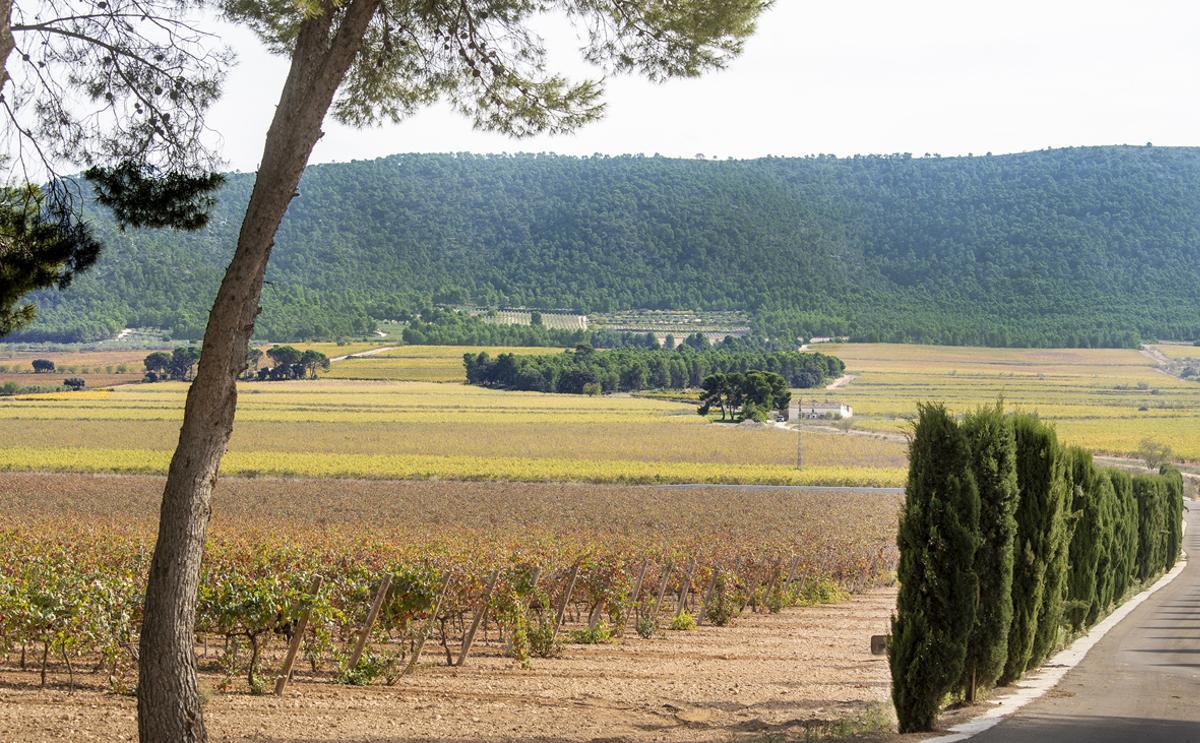 Actividades en la naturaleza en Bodega La Viña-Anecoop.
