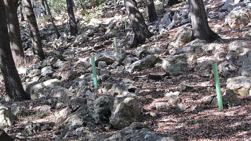 Se cumplen 20 años de la declaración de ses Fonts Ufanes como Monumento Natural