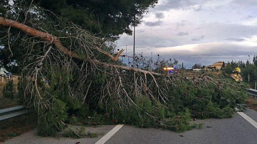 Una branca caiguda pel vent a Viladecavalls.