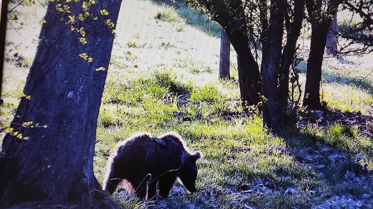 La osa durante su estancia en el Centro de Valsemana, en León.