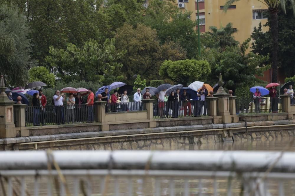 El Segura, en Murcia, a punto de desbordarse