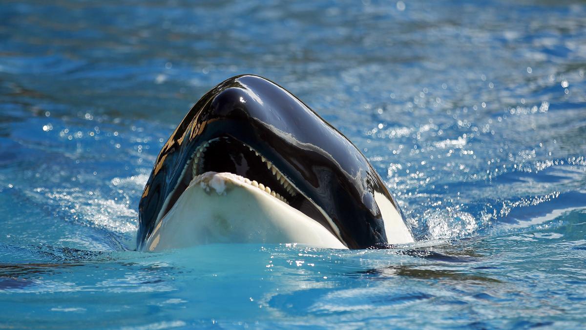 Orcas, auch Schwertwale genannt, greifen bereits seit einiger Zeit Schiffe an.