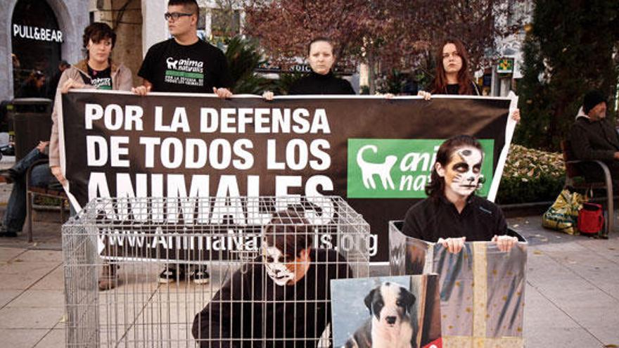 ACTIVISTAS EN DEFENSA DE LOS ANIMALES EN PROTESTA EN LA CALLE SAN MIGUEL POR LA COMPRA DE CACHORROS EN NAVIDAD.