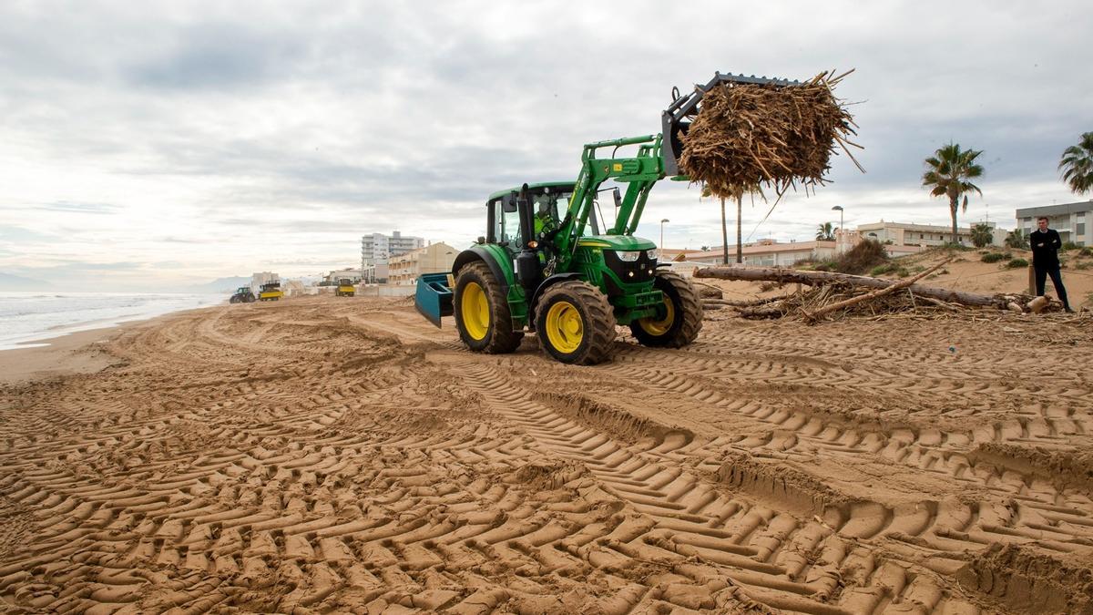 Una máquina retira restos de cañas en la playa de Daimús, en los trabajos que realiza la diputación.