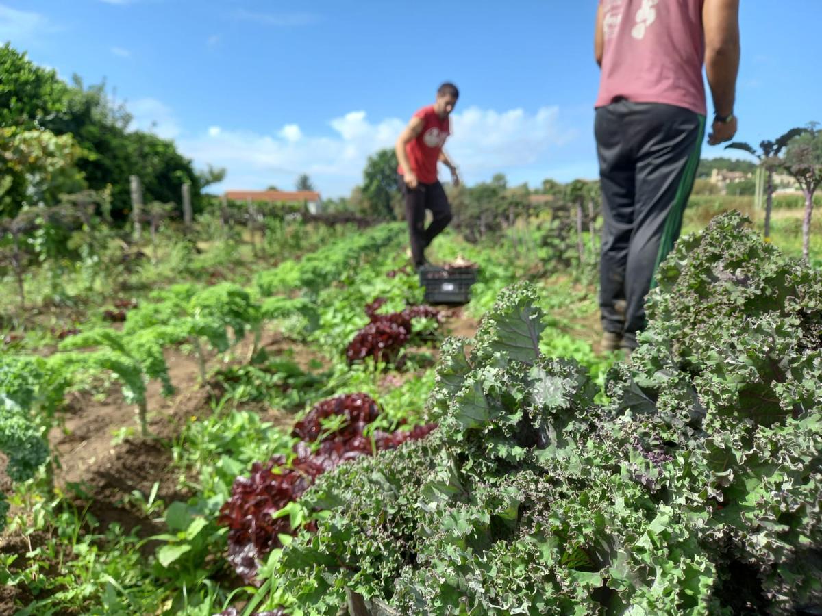 Cooperativistas de O Rosal recuperan fincas abandonadas, cedidas por vecinos, para cultivar verduras y hortalizas y atraer empleo a la zona