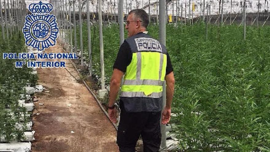 Descubren un invernadero con 26.000 plantas de marihuana en Granada