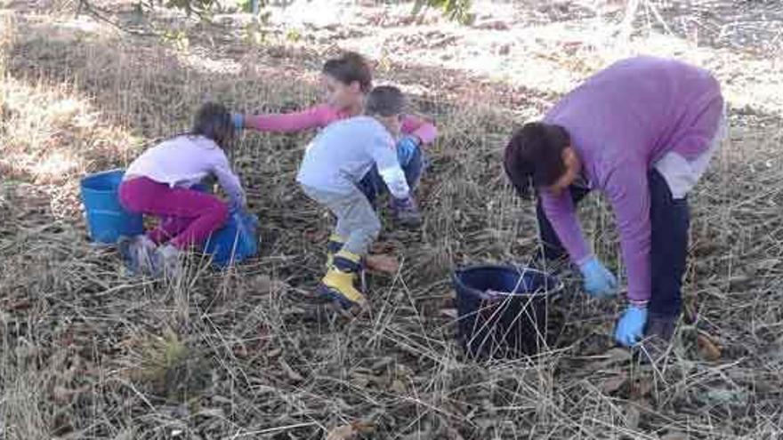 Arriba, una familia recoge castañas en Tola. Abajo, un vecino de Figueruela transporta el fruto en burro, como se hacía tradicionalmente por las escarpadas laderas que ocupan los árboles.