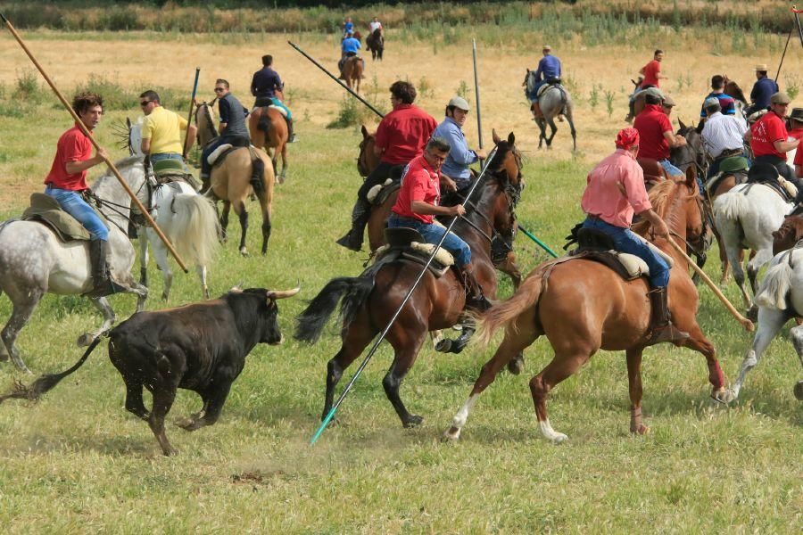 Toros bravos en Vadillo de la Guareña