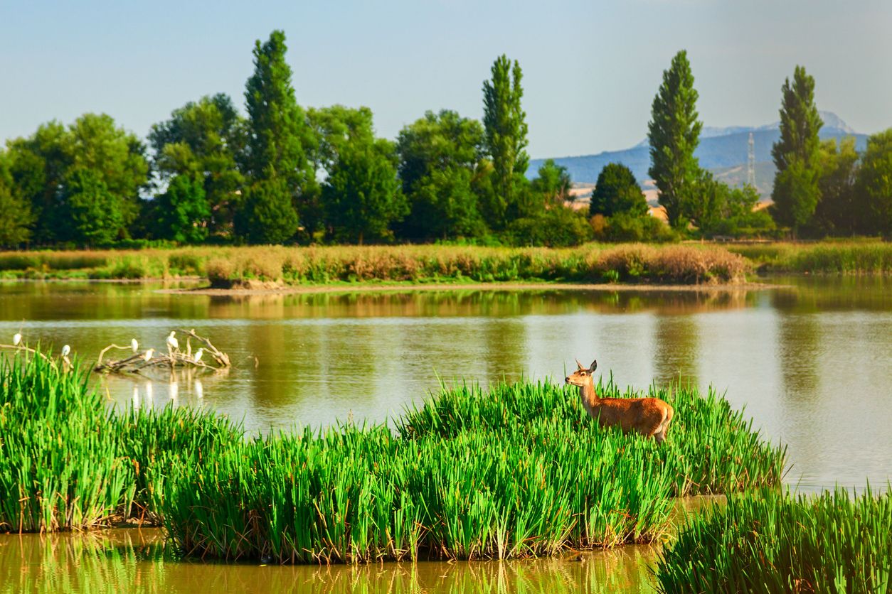 El humedal de Salburua, uno de los parques del Anillo Verde de Vitoria