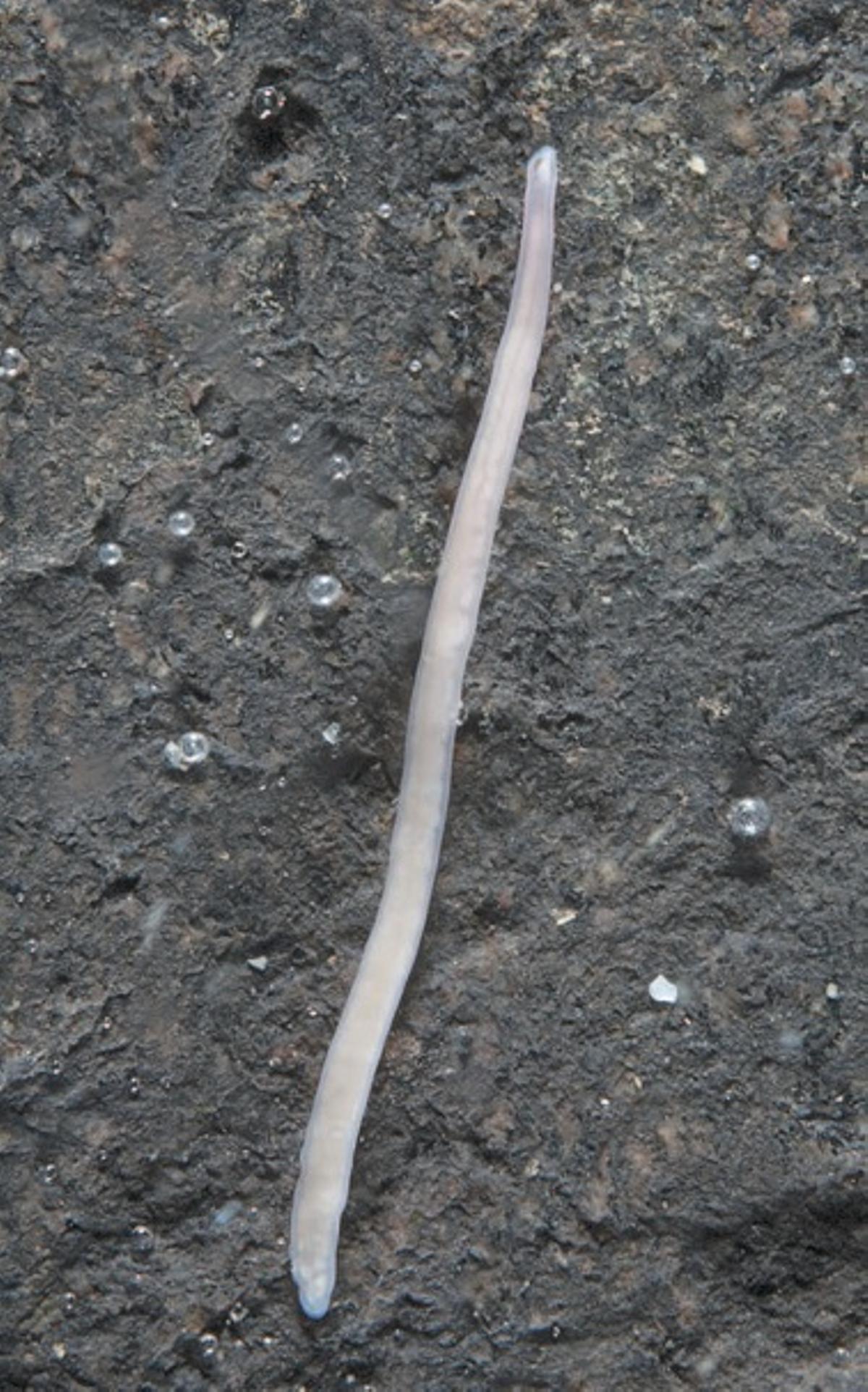 «Tetrastemma vermiculus».
