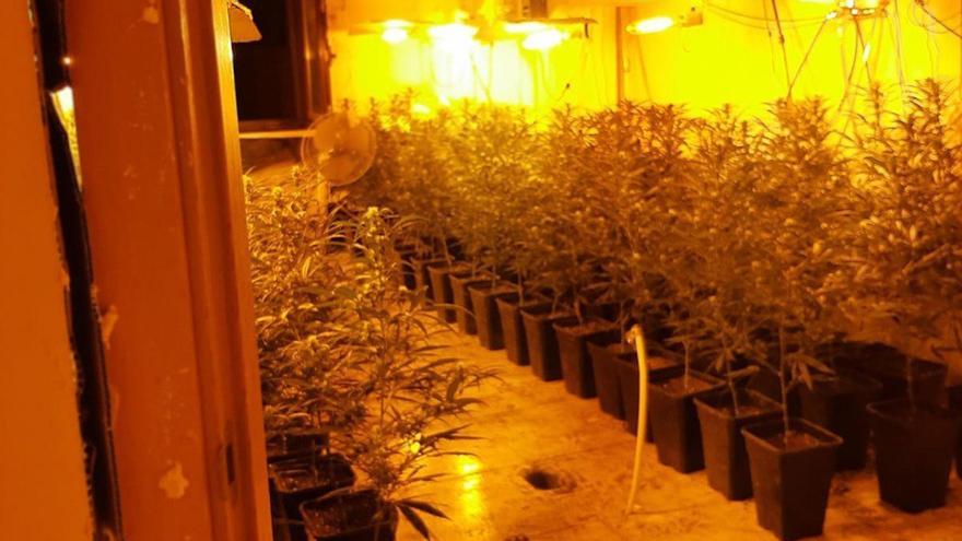 Desmantellen quatre plantacions de marihuana en un bloc ocupat de 16 pisos a Vilanova del Camí