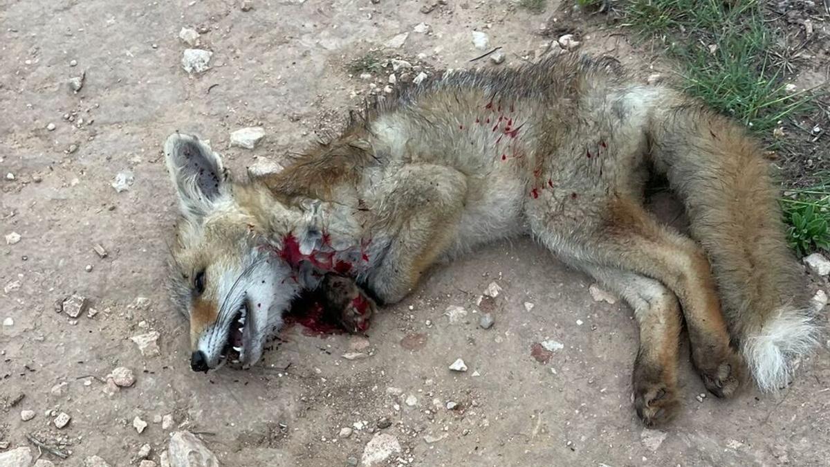 Cría de zorro muerta con mordeduras hallada este lunes en la pinada a unos cien metros de las primeras viviendas de La Siesta-El Chaparral
