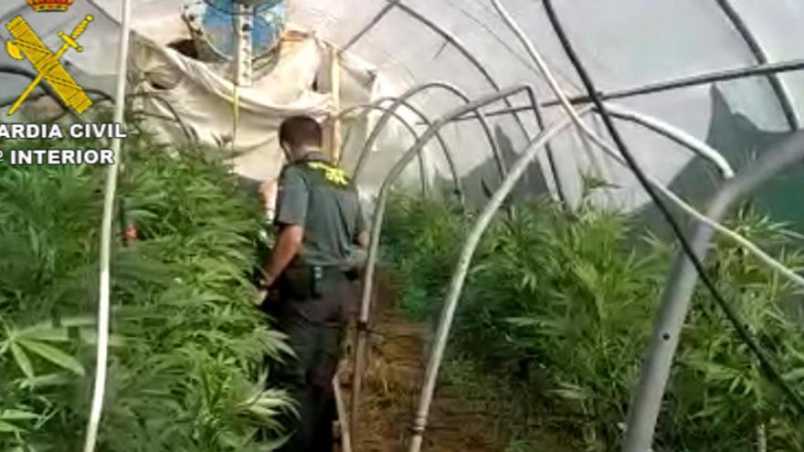 Un agent de la Guàrdia Civil a la plantació de marihuana del Solsonès