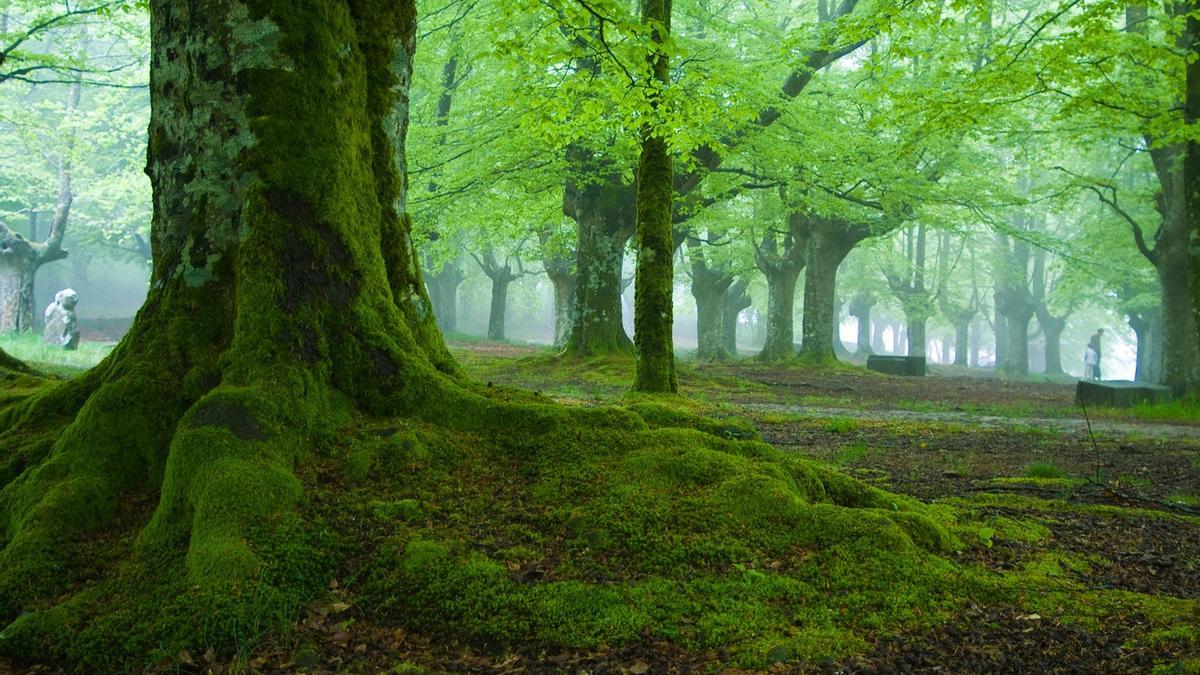 Hayedo. Parque Natural de Urquiola. Vizcaya