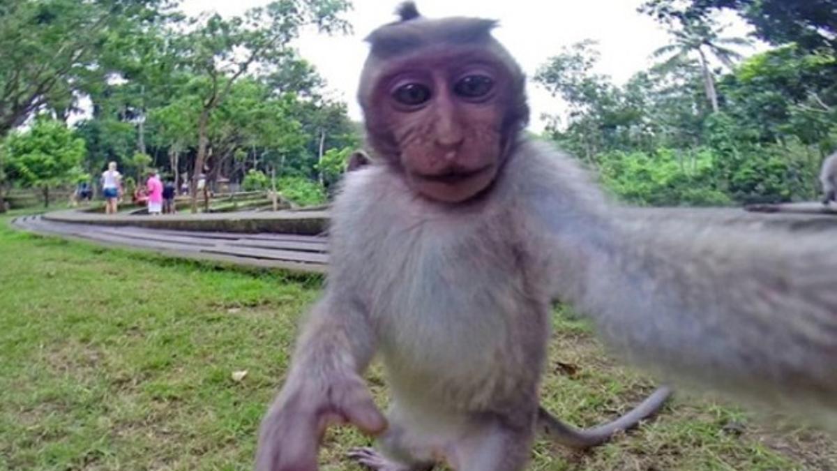 El autorretrato del macaco que robó la cámara de unos turistas.