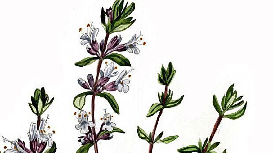 Herba-sana (Mentha spicata)