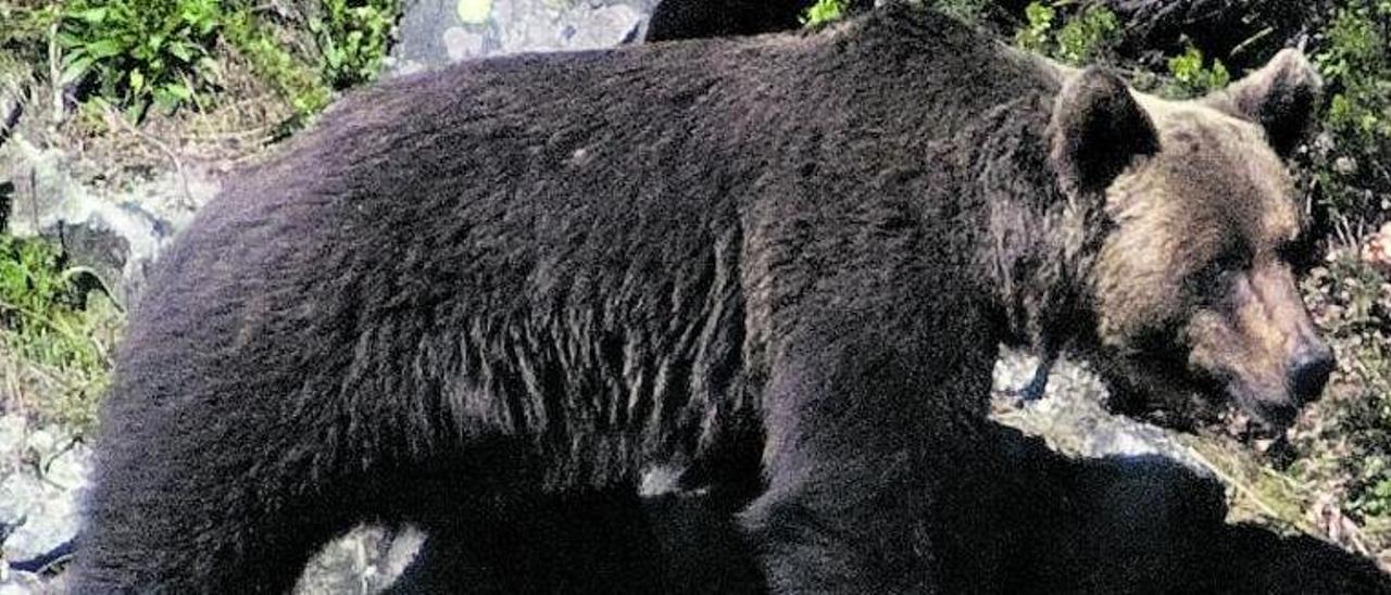 Un oso en los montes de Cangas del Narcea. | Miki López