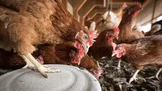 ¿Cómo se transmite la gripe aviar a los humanos?