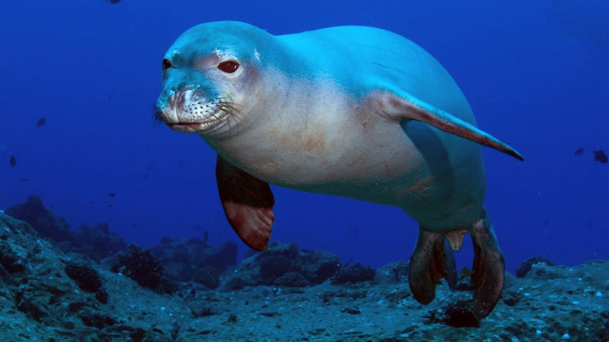 Maten amb un arpó la foca Kostis, la mascota de l’illa grega Alonisos