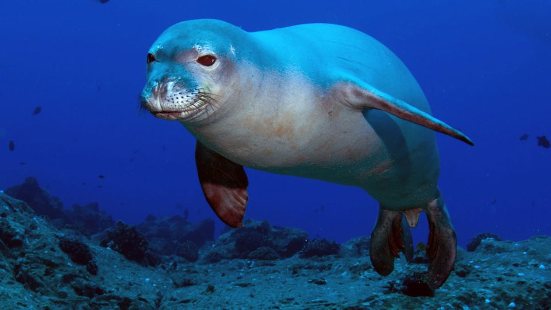 Foca monje del Mediterráneo.