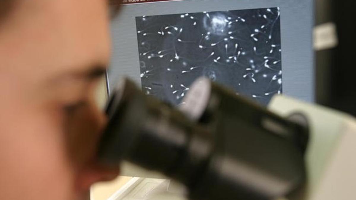 Un investigador observa los espermatozoides de una muestra de semen.