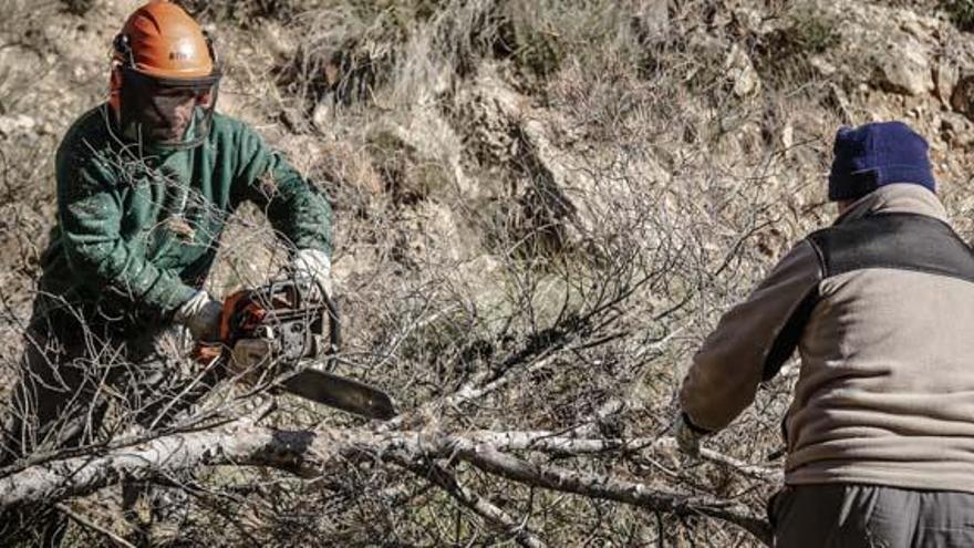 Medio Ambiente inicia una tala controlada de pinos en Serra Gelada para atajar una plaga
