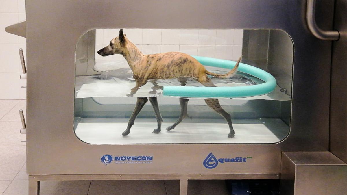 Hidroterapia, una técnica de vanguardia para las mascotas mallorquinas