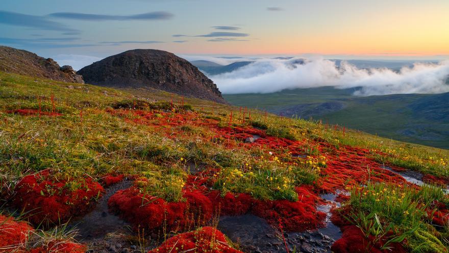 Flores y musgos en la tundra sobre una ladera de montaña en Siberia (Rusia).