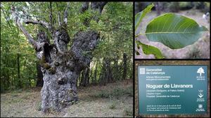 El nogal o ’noguer’ de Llavaners, en el Pallars Sobirà.