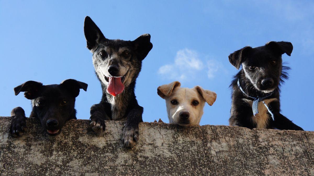 Los municipios gastan de media 15.000 euros en protección animal, 0,35 euros por habitante