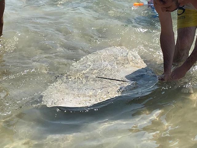 Manta raya arponeada en la playa Muchavista