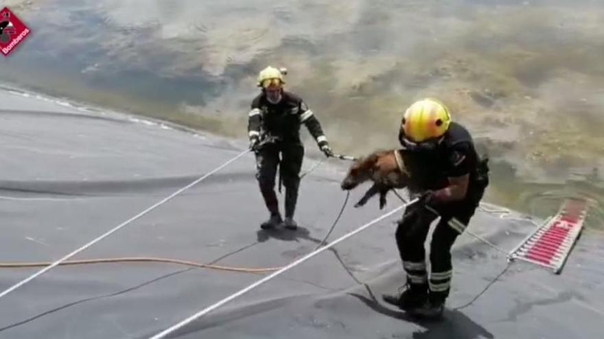 Los bomberos rescatan a un jabalí de una balsa de riego en Redován