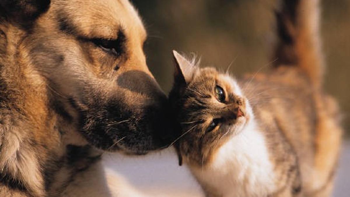 Un gato le hace carantoñas a un perro.