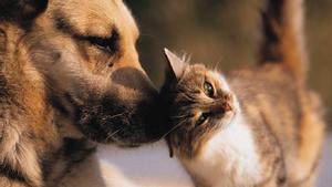 Un gato le hace carantoñas a un perro.