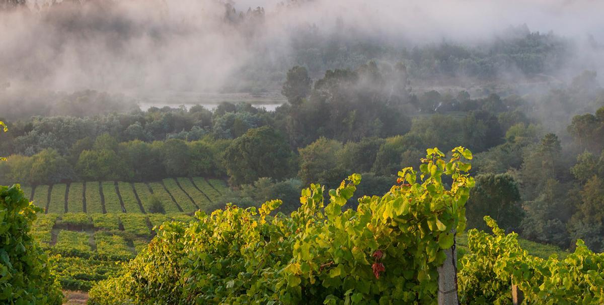 Viña de una de las bodegas españolas que ha apostado por el vino sin alcohol.