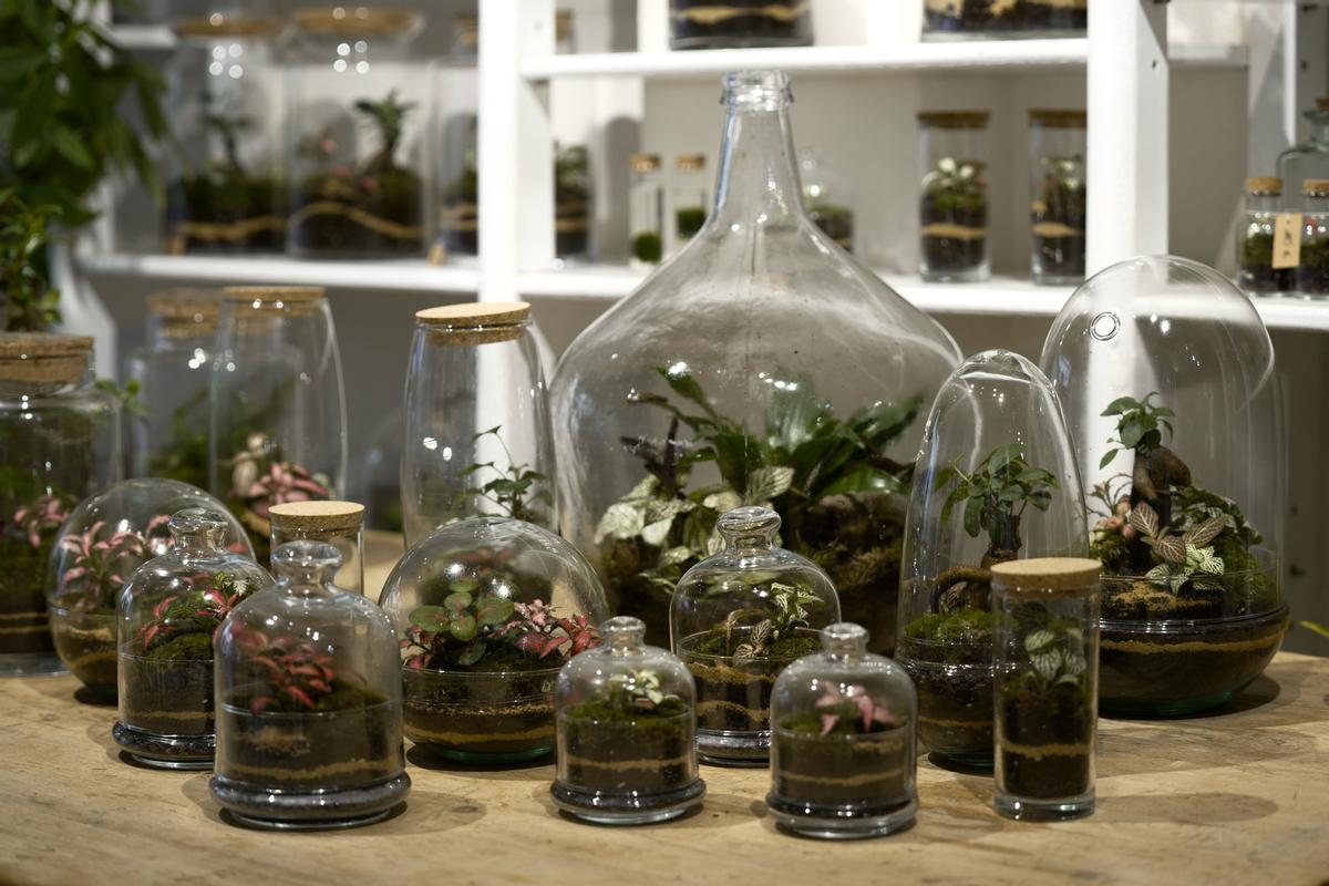 Pequeños ecosistemas encerrados en terrarios de Jungle Mows.