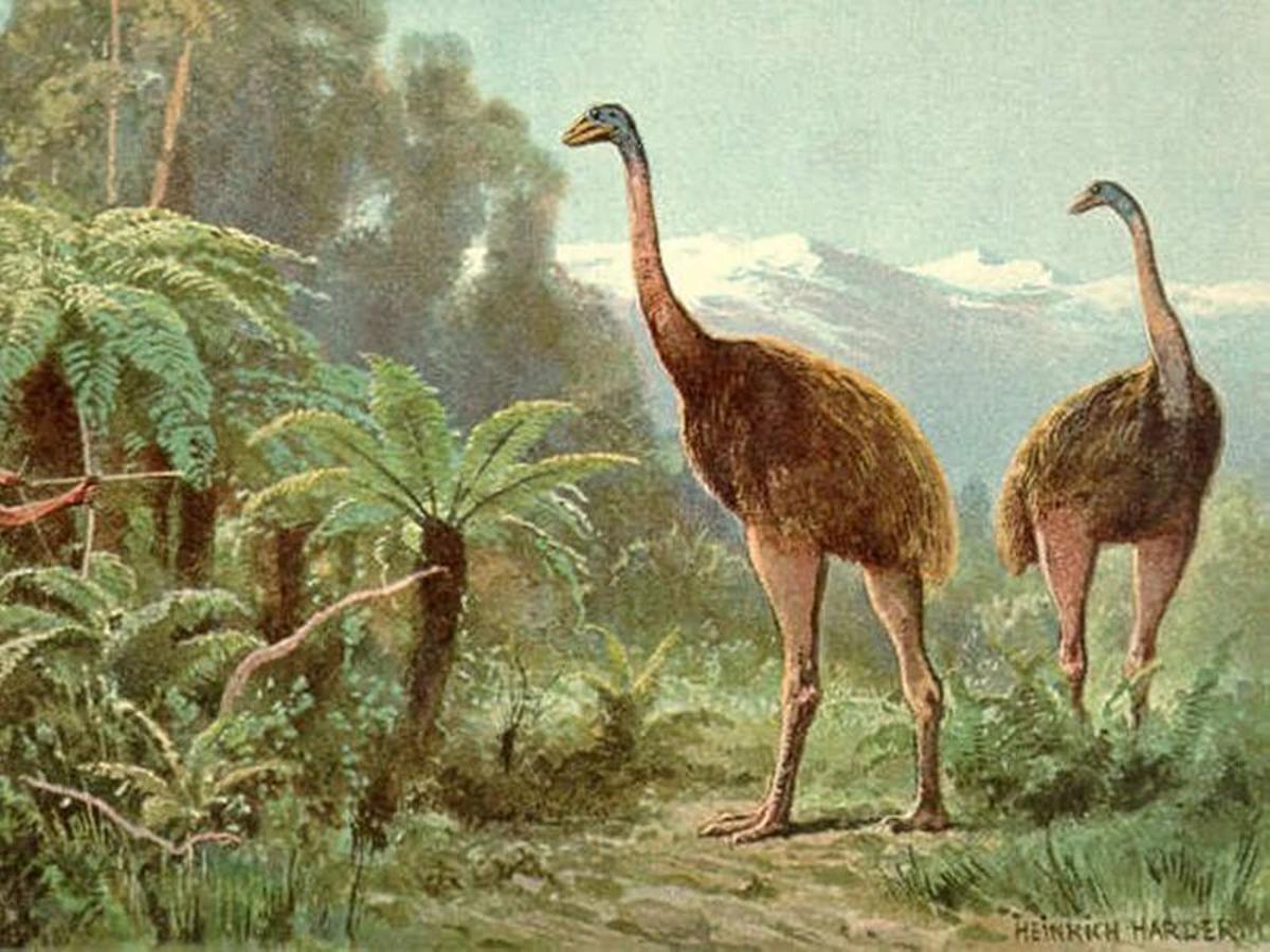 Pintura con dos ejemplares de la moa gigante