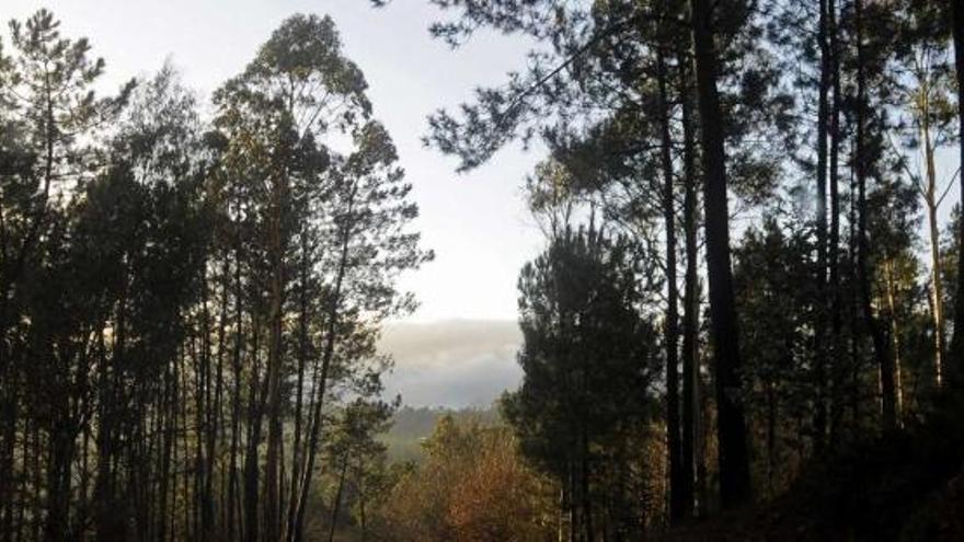 Eucaliptos y pinos en un monte de A Estrada.  // Bernabé / Javier Lalín