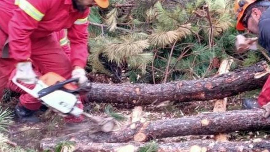 VÍDEO | Cuadrillas de Medio Ambiente descortezan árboles afectados por el insecto perforador