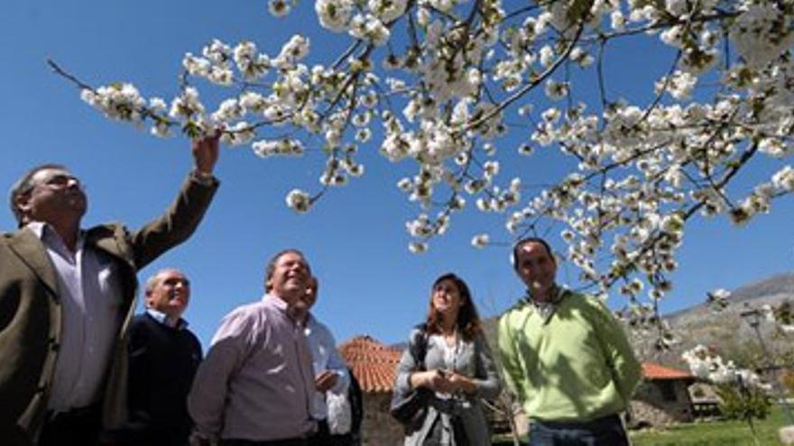La Junta iniciará los trámites para la declaración del Cerezo en Flor Fiesta de Interés Turístico Nacional